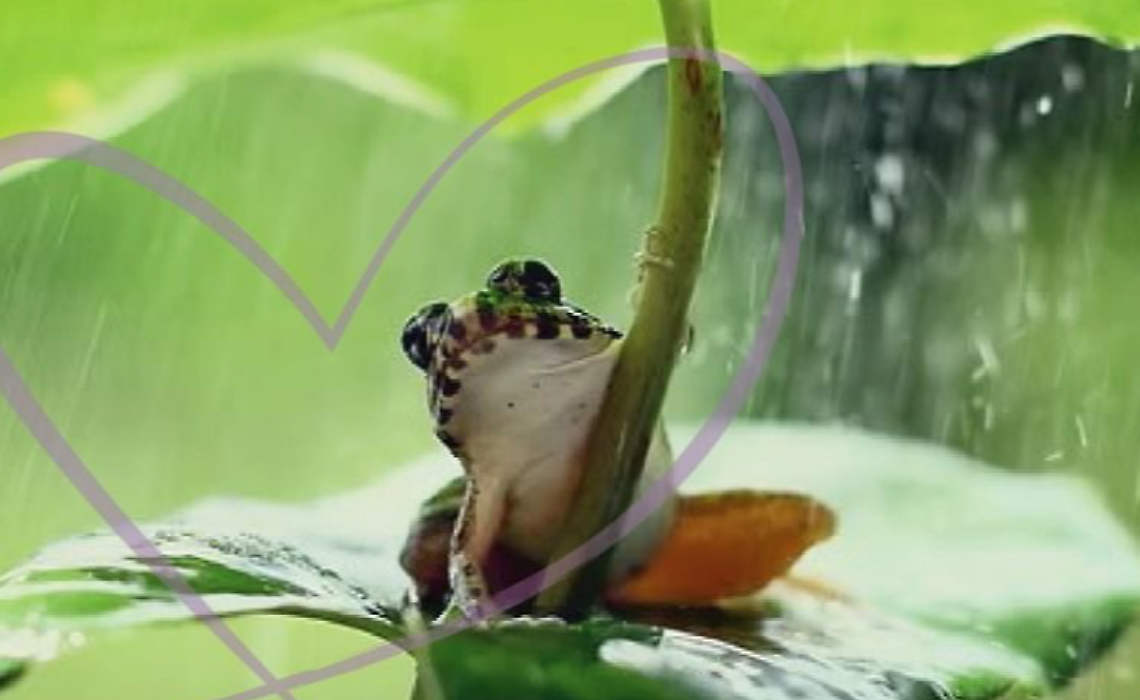 Giornata mondiale delle zone umide: Ivrea celebra la biodiversit&agrave; al Parco Lago di Citt&agrave;