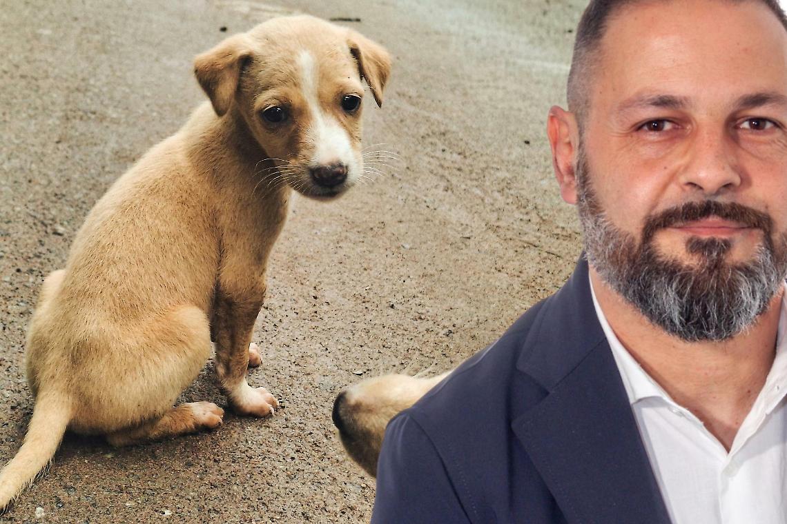 Animali abbandonati, promesse disattese e silenzi istituzionali