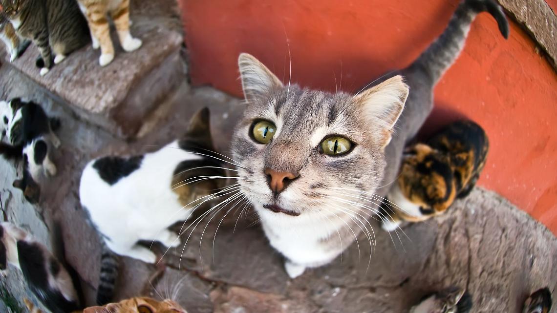 Elezioni a Venaria, la colonia felina diventa un caso politico: scontro tra Accorsi e l'assessore Palumbo