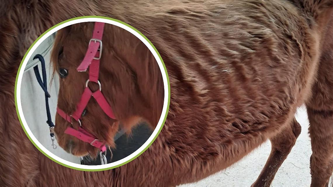 Ridotta a pelle e ossa, Matilda &egrave; sopravvissuta all&rsquo;inferno: ora un rifugio chiede aiuto per salvarle la vita