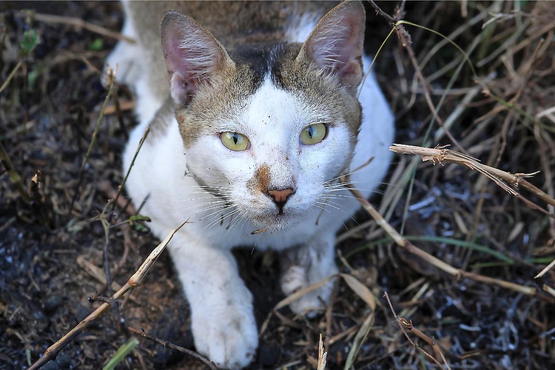 Cinque gatti senza cibo, la denuncia di una cittadina a Venaria: "Da quasi un anno li mantengo con la mia pensione. Perch&eacute; ora non posso pi&ugrave; dargli da mangiare?"