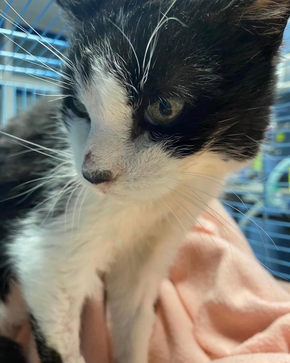 Ivrea perde la sua guardiana silenziosa