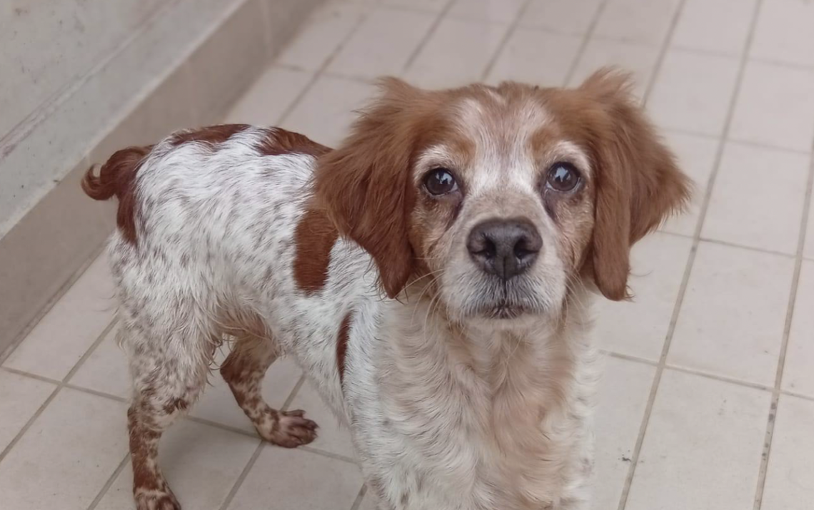 Una storia a lieto fine. Quel cane che piangeva a Settimo Torinese ha ritrovato qualcuno che gli vuole davvero bene