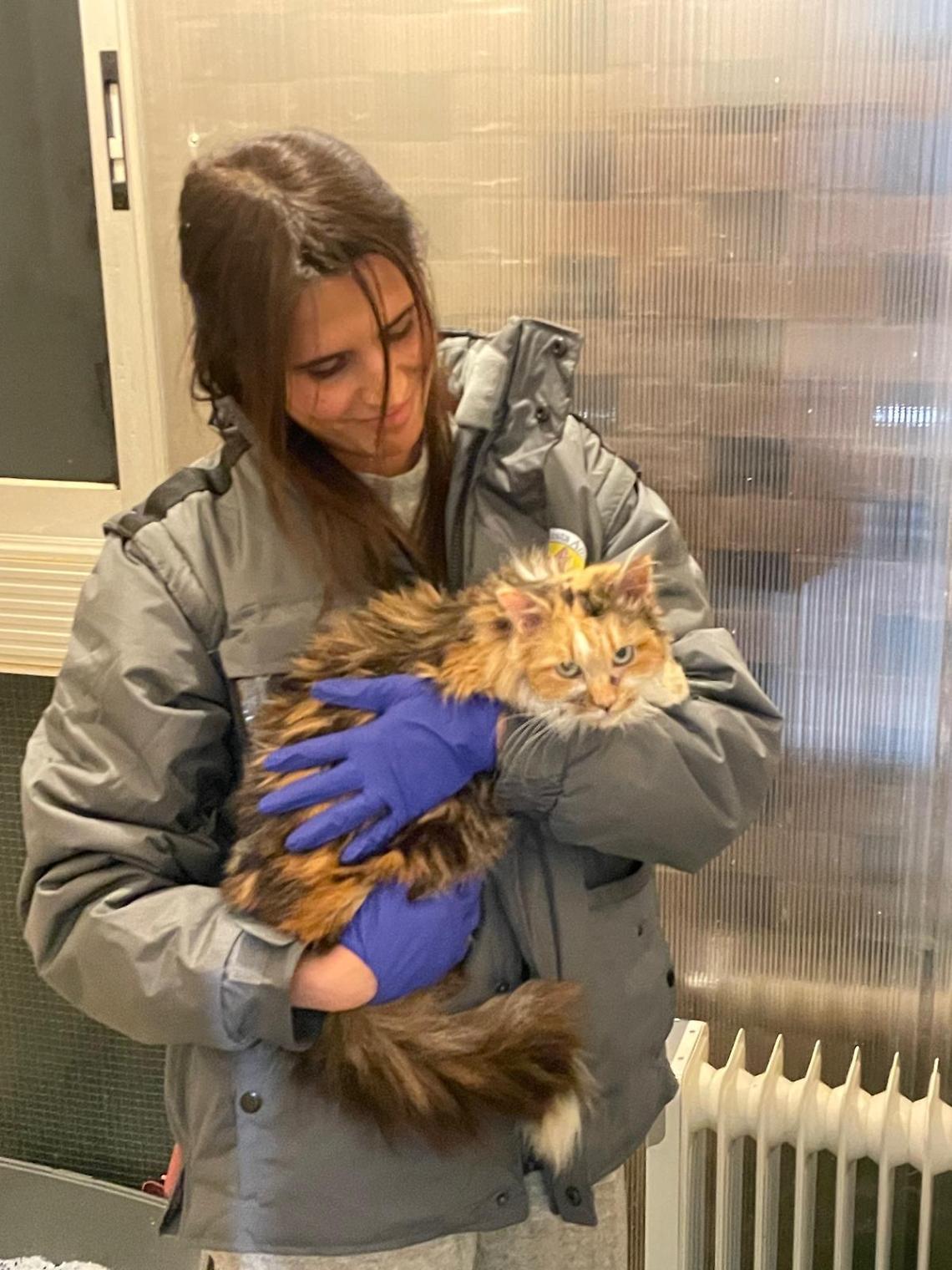 Una gattina malata, una citt&agrave; assente: la storia di Piumina