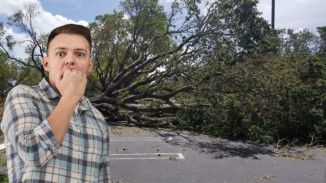 Albero cede all&rsquo;improvviso nel centro di Torino e blocca corso Re Umberto