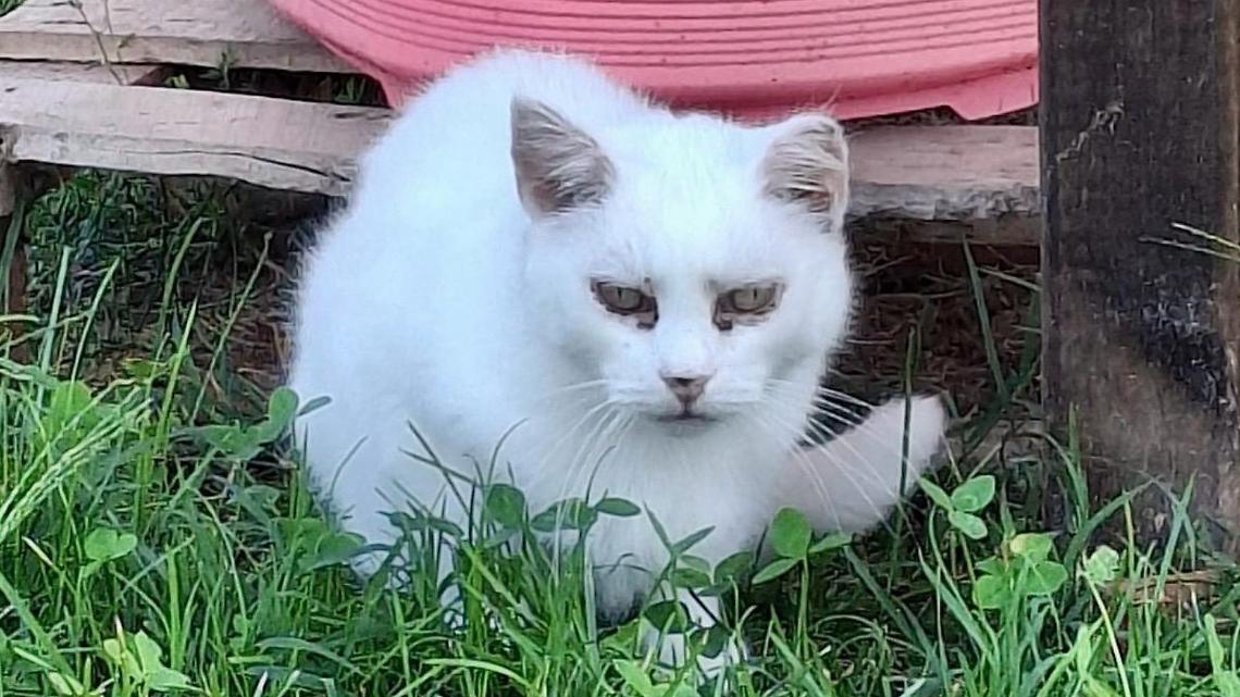 Bianca rischia di morire per un tumore: l&rsquo;appello delle Sfigatte per salvarla