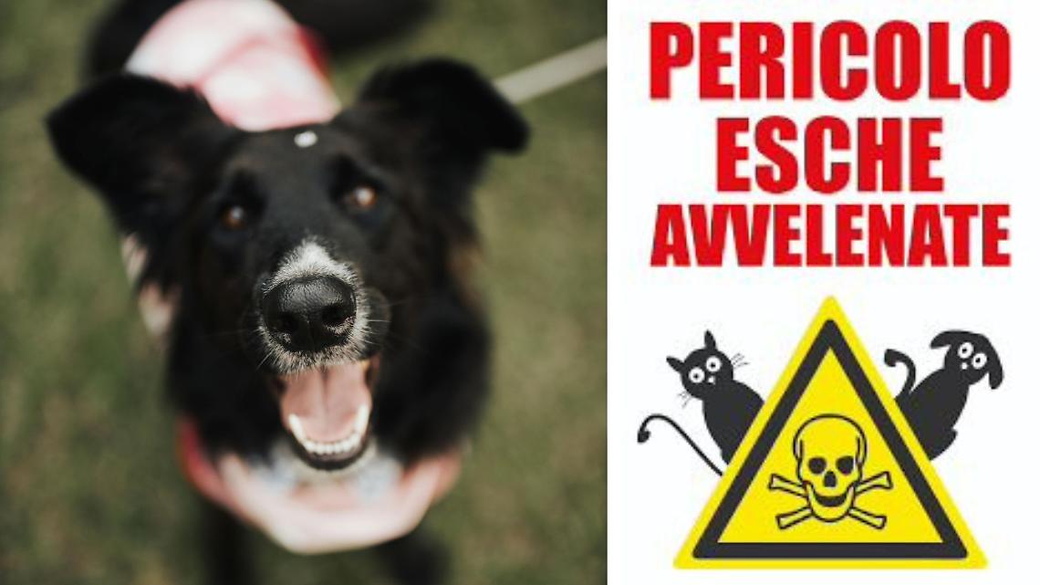 Bocconi avvelenati in Canavese, l&rsquo;allarme del Comune dopo due cani trovati morti