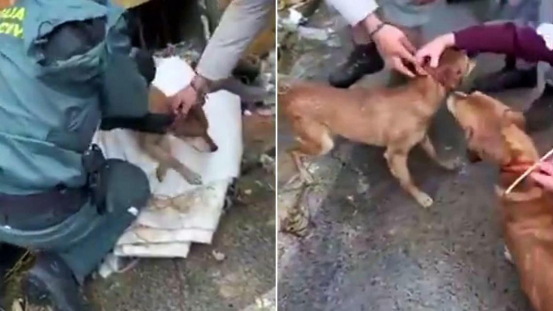 &ldquo;Due cani, un seminterrato e l&rsquo;acqua alla gola&rdquo;: il salvataggio della Guardia Civil mentre Leonardo mette in ginocchio l&rsquo;Andalusia