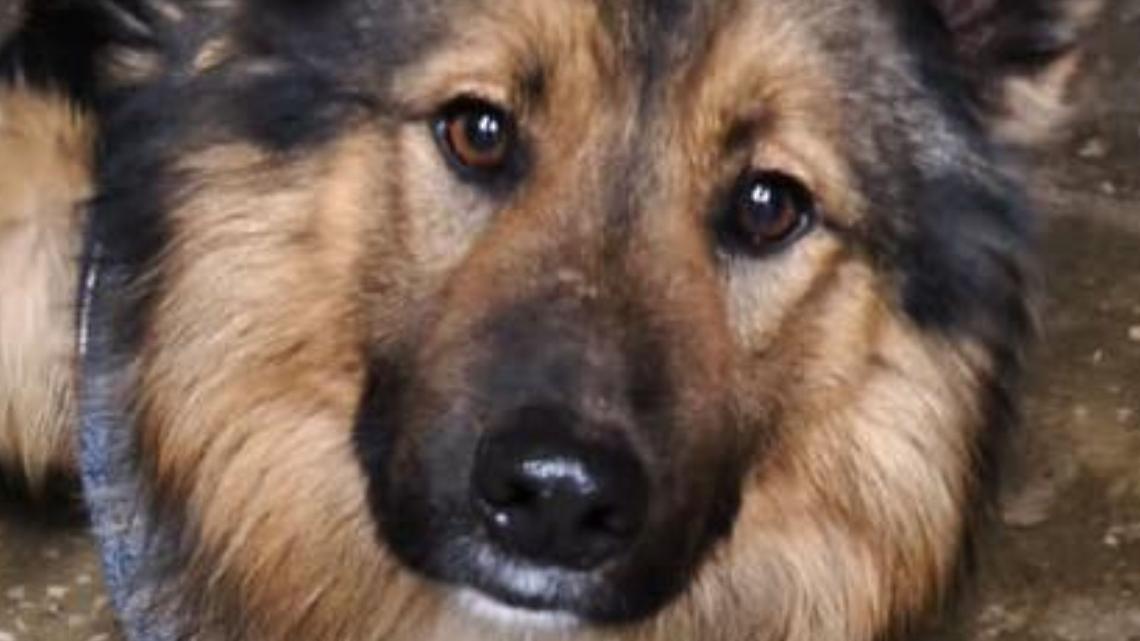 Abbandonato sotto le bombe in Ucraina, ora &egrave; in viaggio verso il Canavese: la storia di Oliver, anche lui vittima della guerra