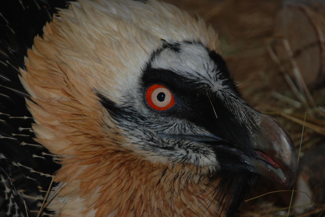 L'avvoltoio pi&ugrave; grande d'Europa avvistato nelle Valli di Lanzo