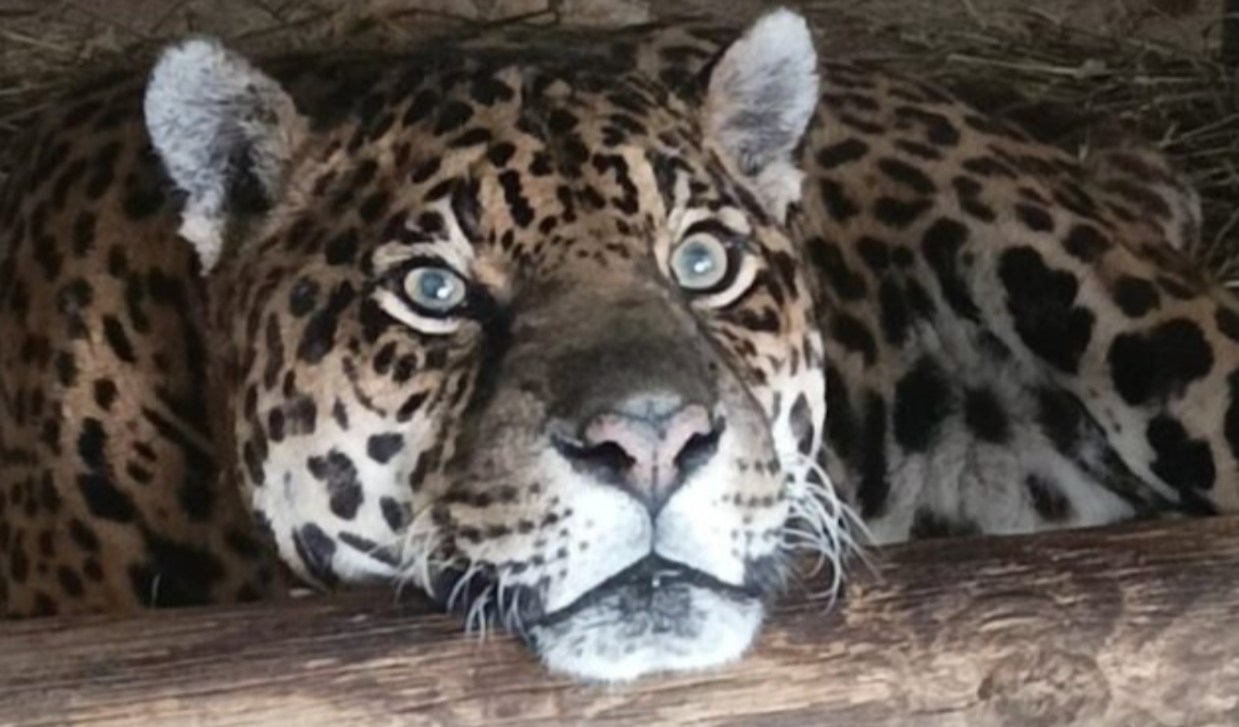 Regina compie 24 anni