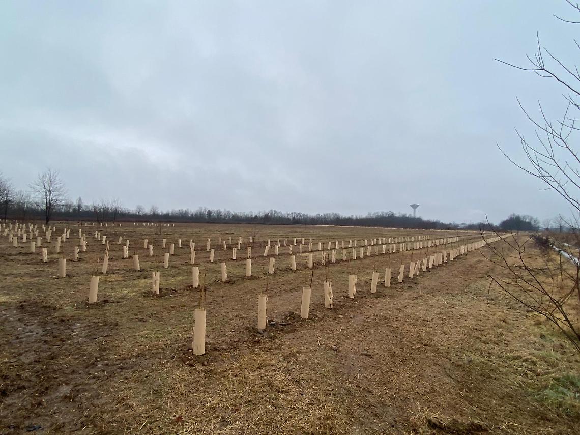 "Non tagliate quegli alberi!": i cittadini scrivono alla Citt&agrave; Metropolitana di Torino