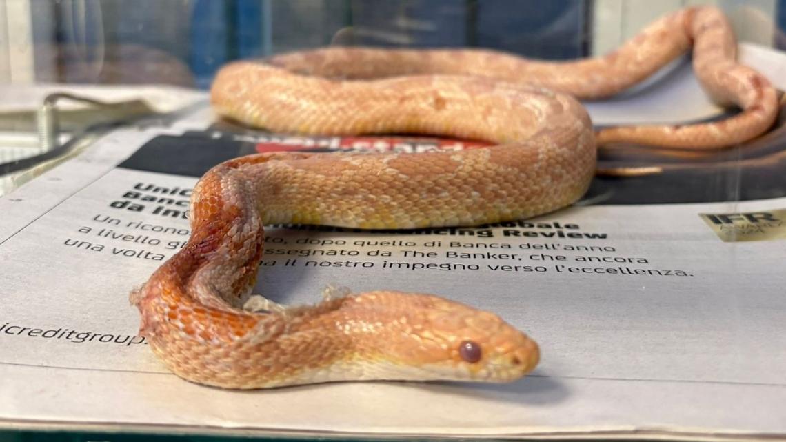 Trovato un serpente