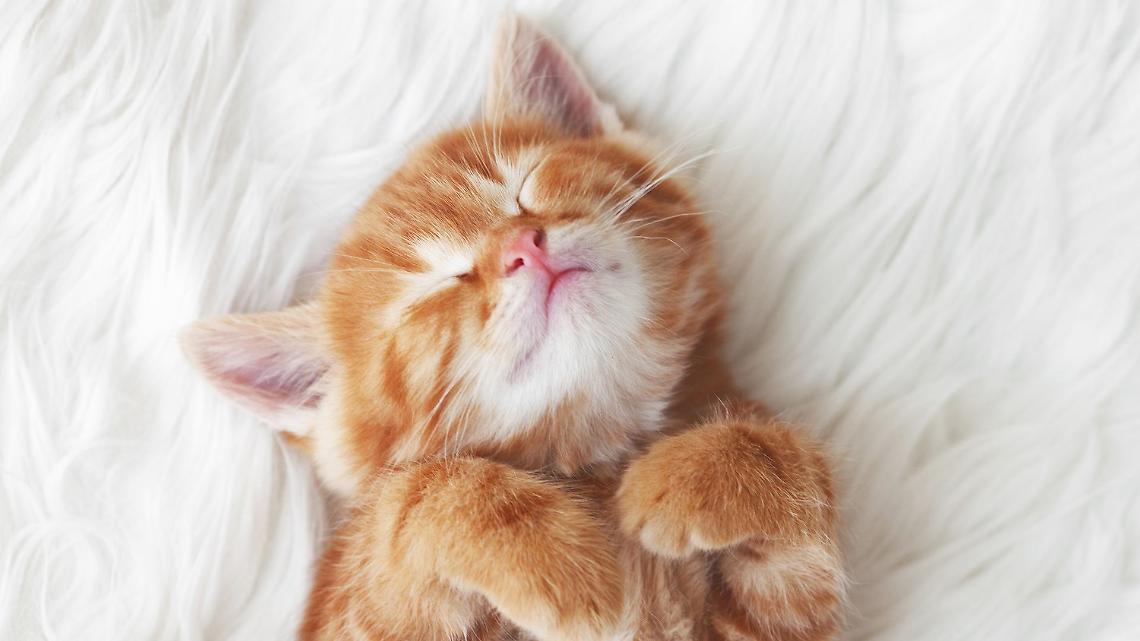 Giornata Nazionale del Gatto