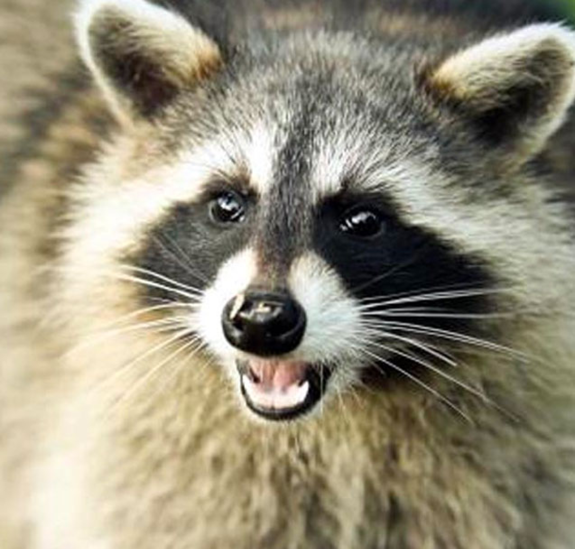 Parco Safari delle Langhe