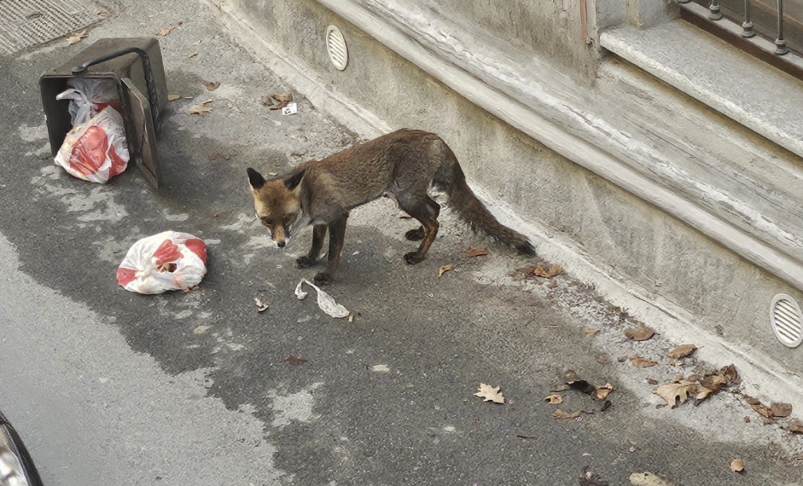 La volpe e in via massimo D'Azeglio