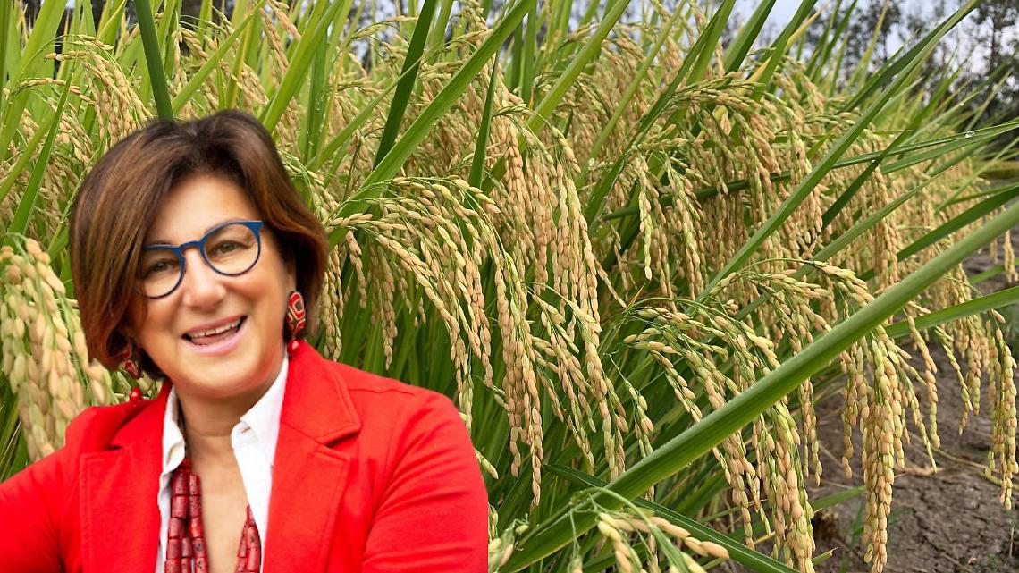 Riso, l&rsquo;allarme da Vercelli: filiera in grave difficolt&agrave; tra crisi e pressioni internazionali