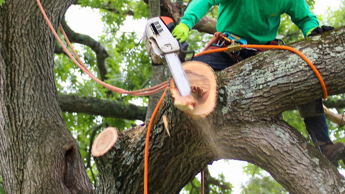 Trentadue alberi abbattuti a Rivarolo, tra sicurezza e polemiche