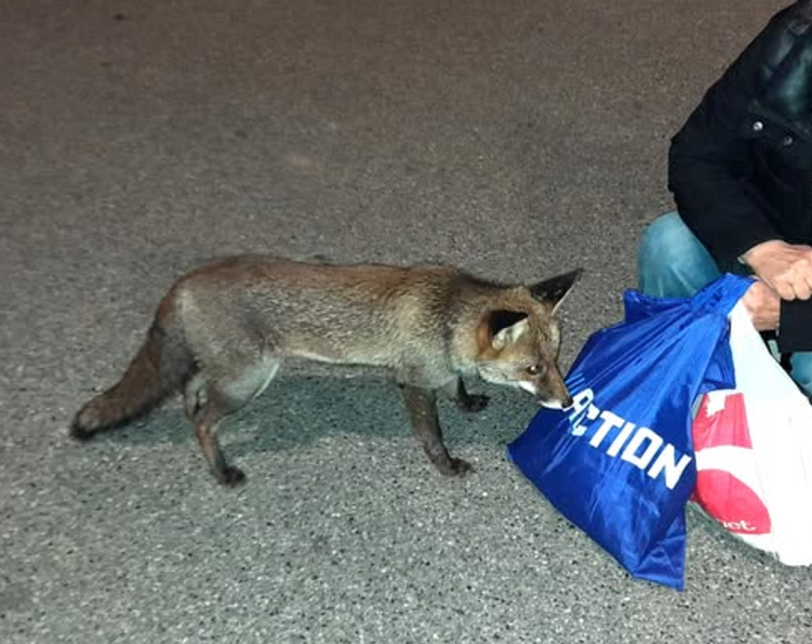 La volpe di Castellamonte