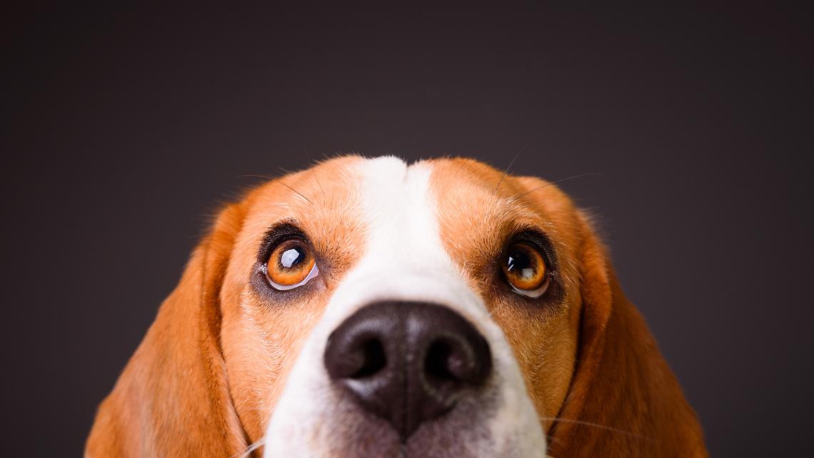 Torino, &ldquo;la citt&agrave; degli 80mila cani&rdquo;: pet-friendly, ma non ovunque