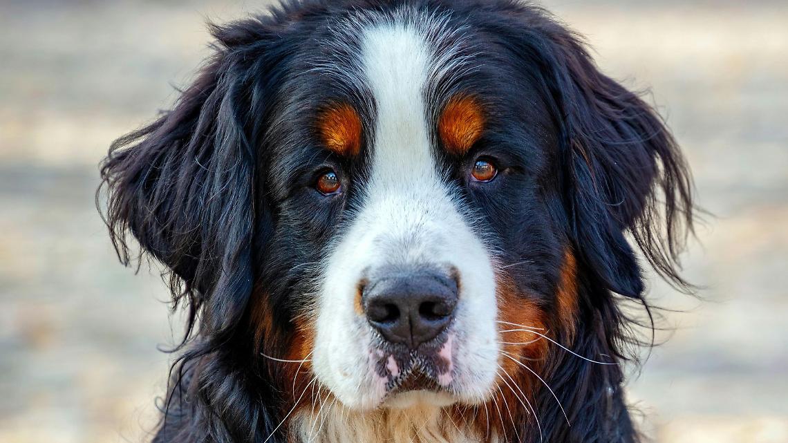 Bovaro del bernese travolto e ucciso da un camion: indagine in corso