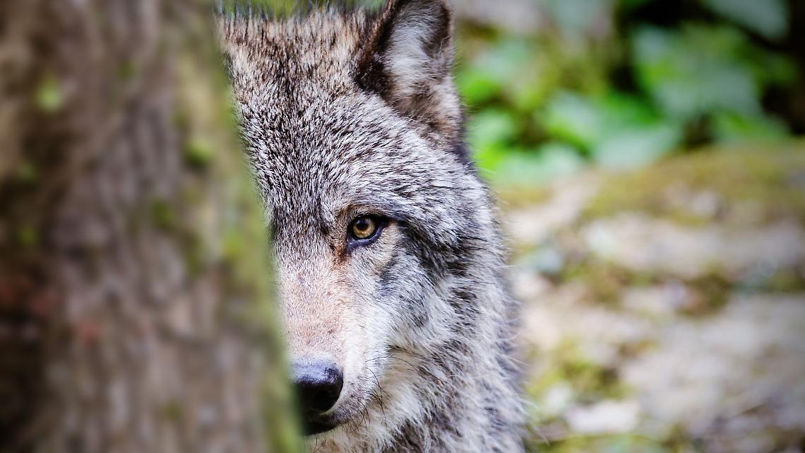 Lupo avvistato a San Raffaele Cimena