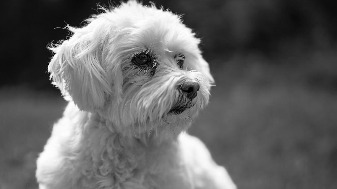 400 bustine di veleno lungo il canale: cane avvelenato nelle campagne del Cuneese