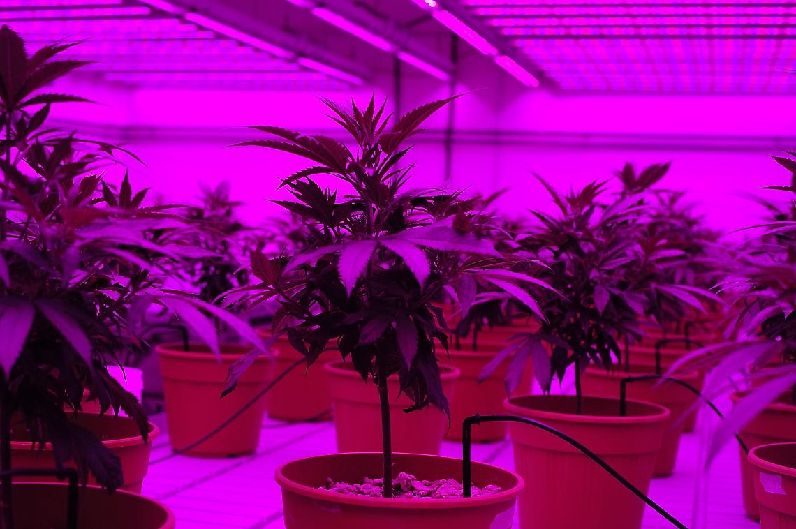 Serra della droga in casa