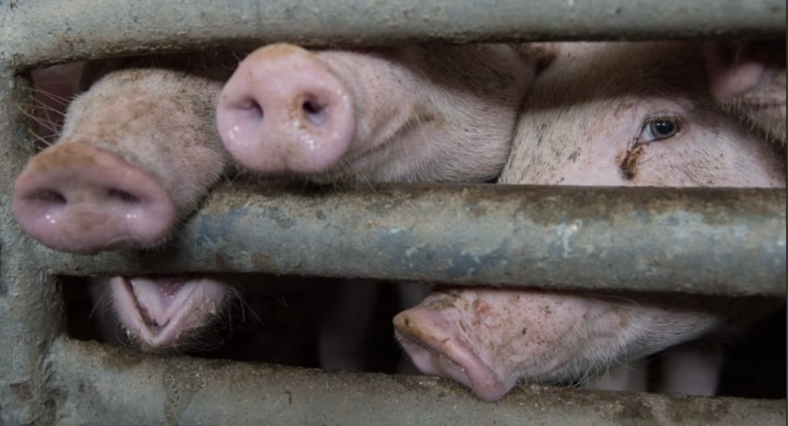 Animali in gabbia, l&rsquo;Europa davanti ai giudici