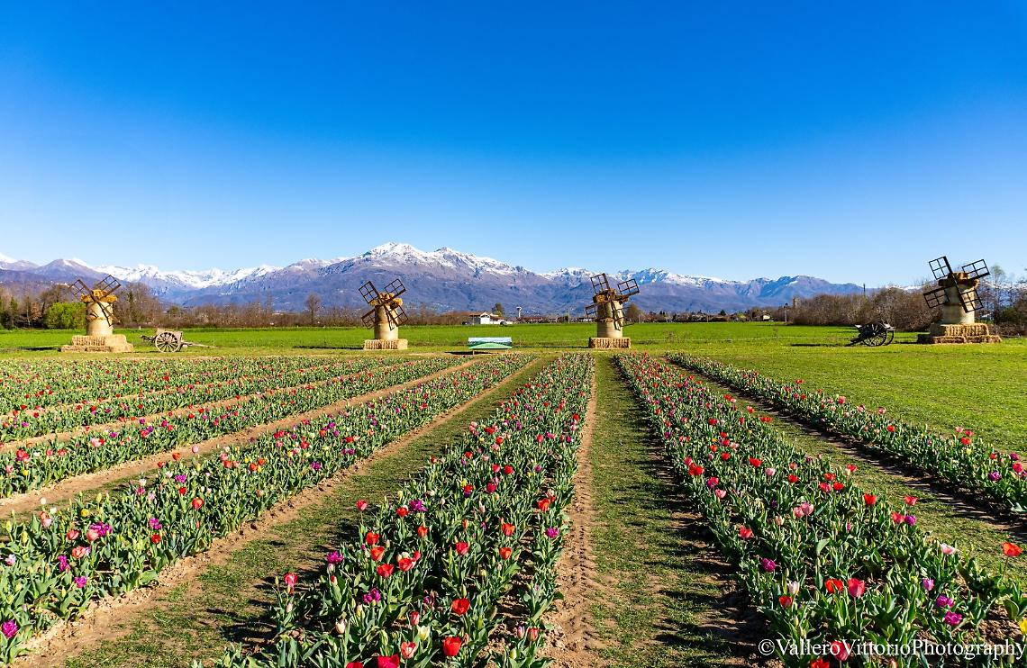 L&rsquo;Olanda che fiorisce in Canavese