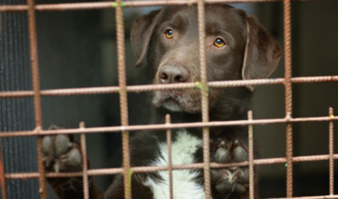 Cuccioli malati e venduti illegalmente in un allevamento abusivo a Chivasso: la Procura chiede il processo