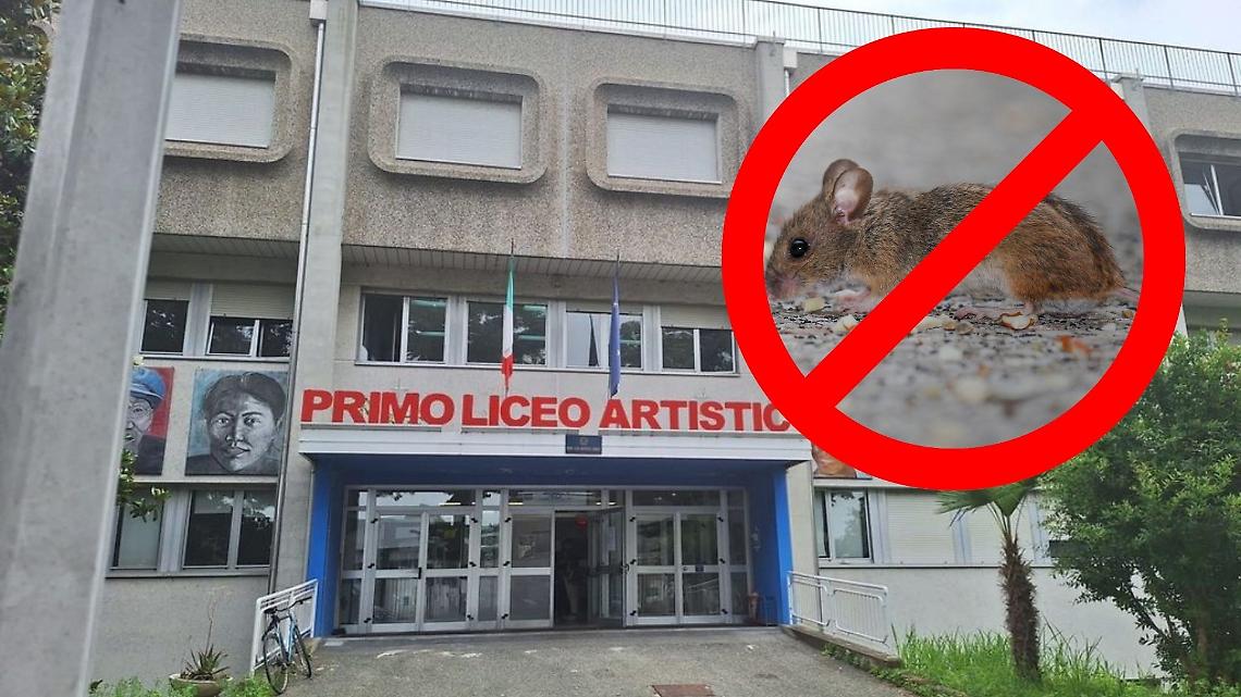 Topi al Primo Liceo Artistico di Torino, avviata la derattizzazione