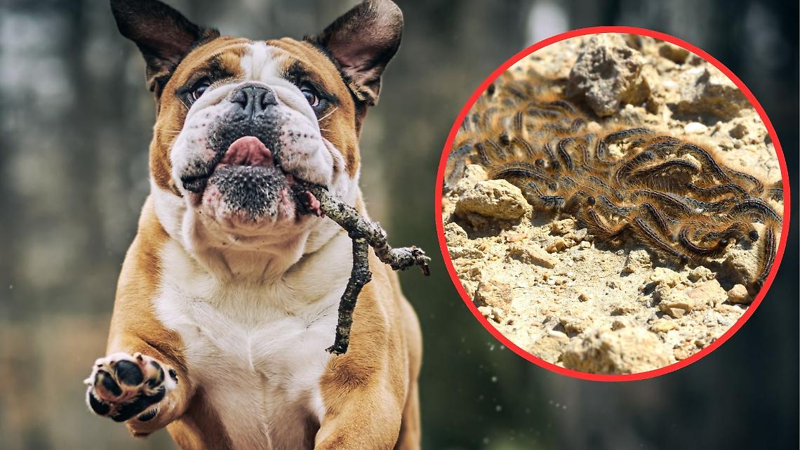 Allarme processionarie