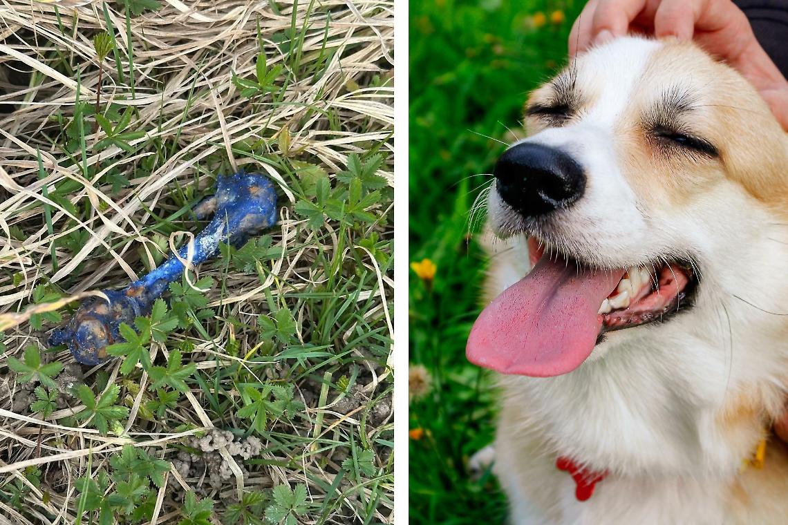 Possibili bocconi avvelenati lungo il Canale Cavour, allarme tra i cittadini di Chivasso