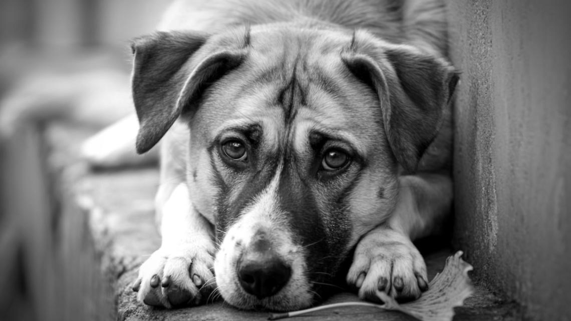 Dubai, l&rsquo;altra faccia della crisi: cani e gatti abbandonati mentre gli stranieri lasciano la citt&agrave;