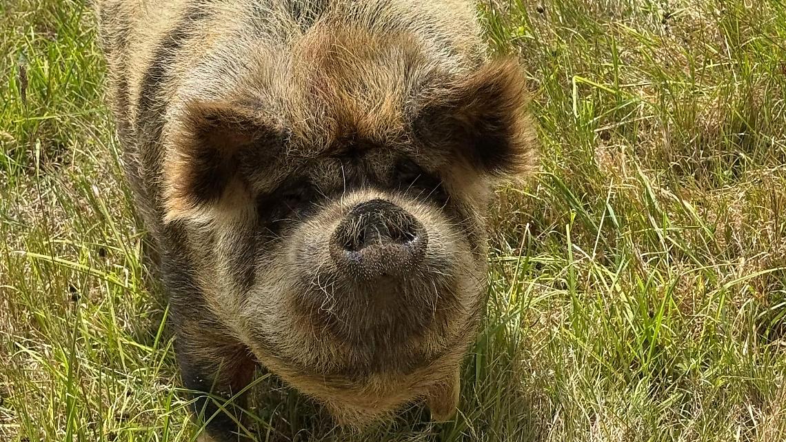Peste suina africana, nuovi casi: quattro cinghiali positivi