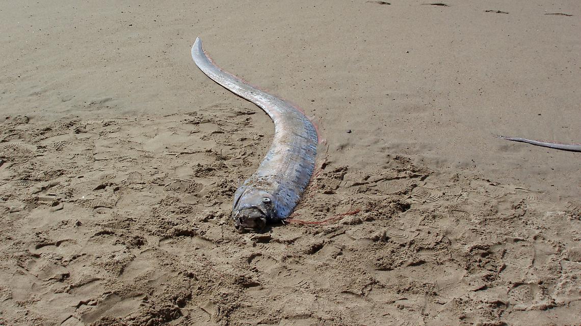 Pesce remo in spiaggia in Messico: il &ldquo;pesce dell&rsquo;apocalisse&rdquo; riappare davvero prima dei terremoti?