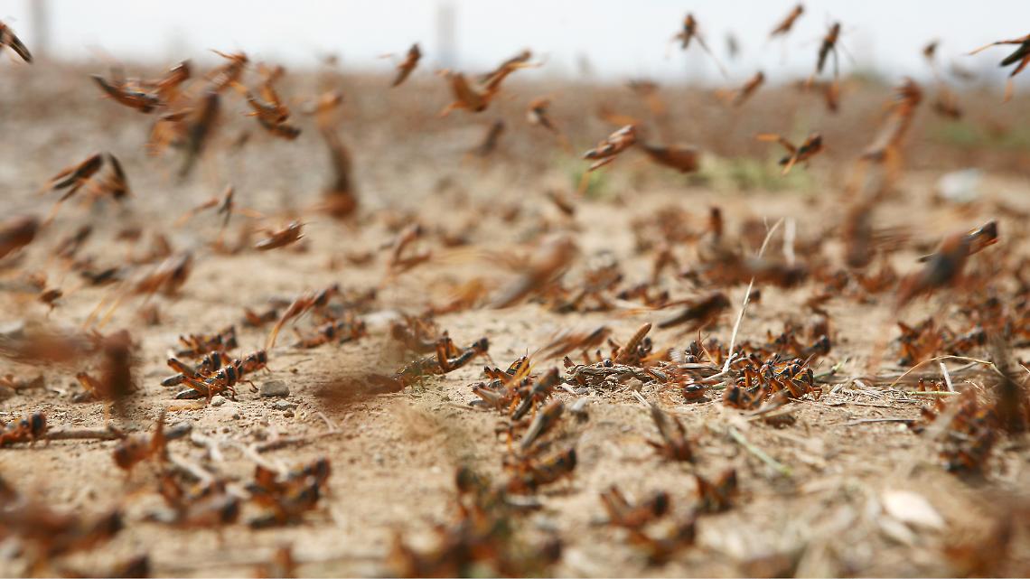 Locuste nel Sahara: l&rsquo;Algeria corre ai ripari prima che gli sciami invadano i campi