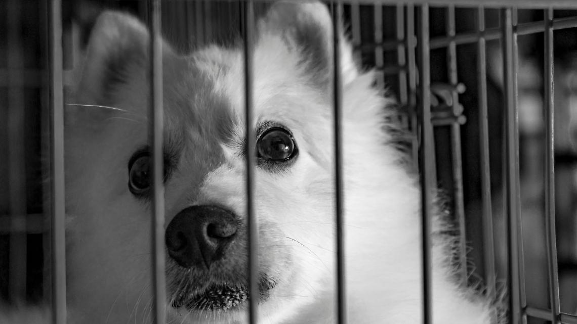  LNDC Animal Protection denuncia e rilancia la petizione per fermare la vendita di animali online