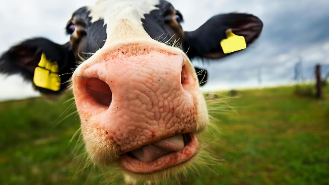 Il prezzo del latte crolla, Coldiretti Torino chiama l&rsquo;industria al confronto