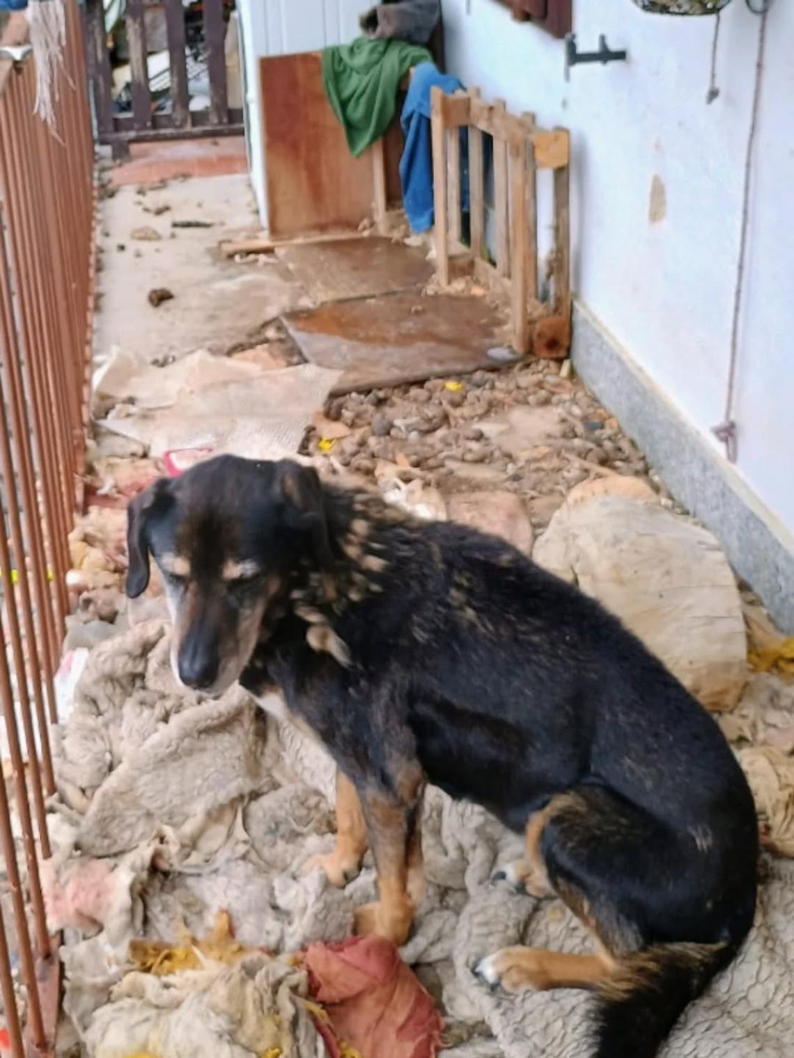 Cani maltrattati su un ballatoio: la polizia locale di Giaveno li salva
