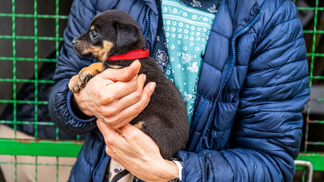 Cinquanta cani in un allevamento abusivo: scatta il sequestro a Favria