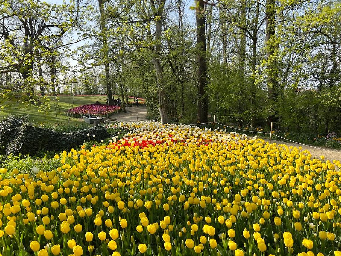 Messer Tulipano 2026: il Castello di Pralormo si trasforma in un giardino di 130 mila fiori