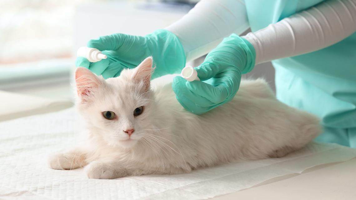 Gatto dal veterinario