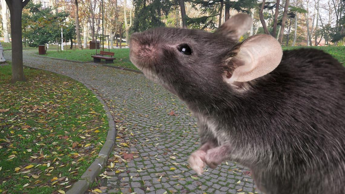 Topi tra giochi e marciapiedi a Torino