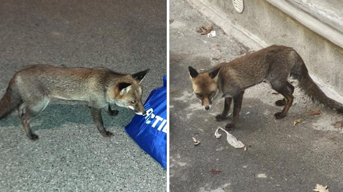 La volpe di Castellamonte