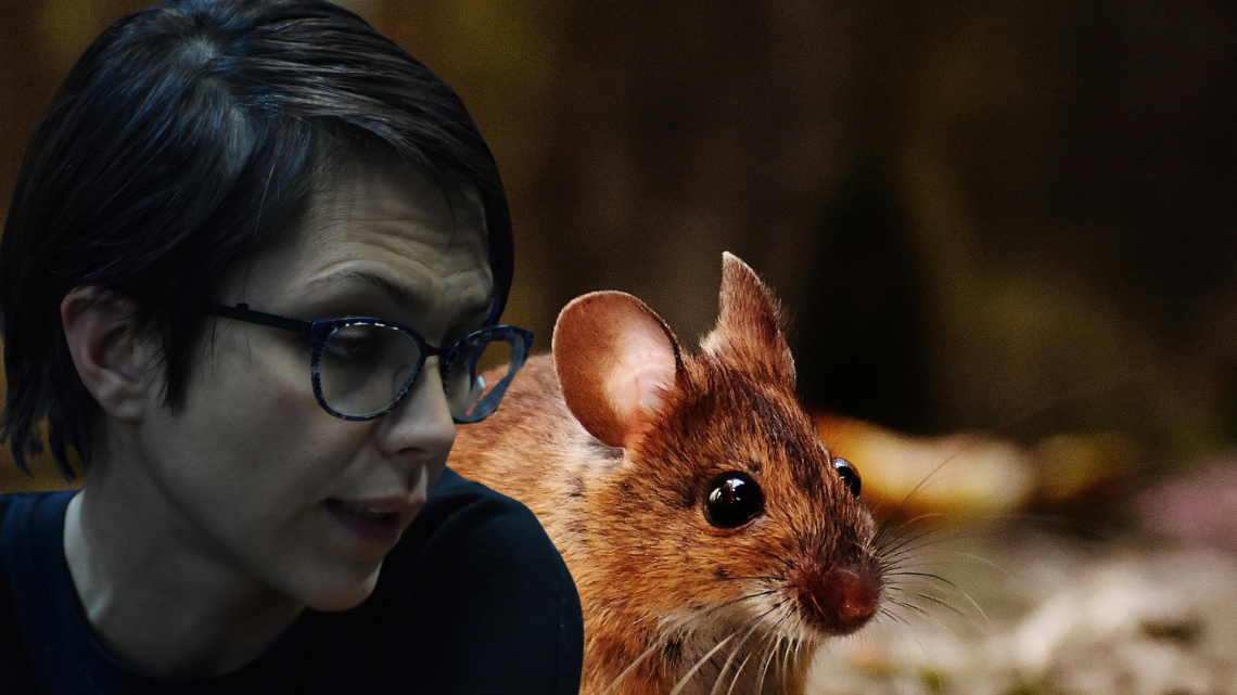 Invasione di topi davanti ad una scuola di Settimo Torinese. E' allarme in citt&agrave;