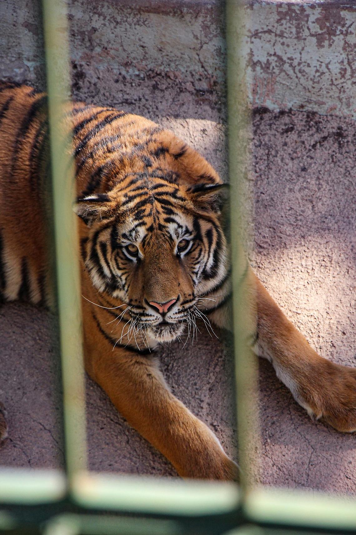 Il circo con animali &egrave; ancora accettabile?