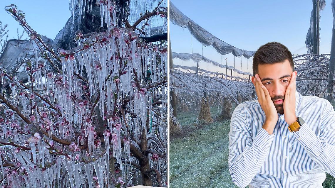 Gelo sui frutteti, il conto del clima non pu&ograve; pagarlo solo chi coltiva