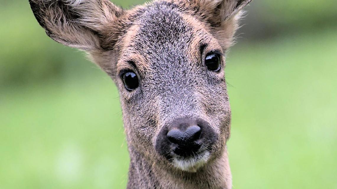 Capriolo cade nel fossato del castello: &egrave; in fin di vita